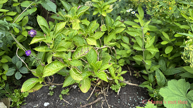 Hortensia_kleine struik