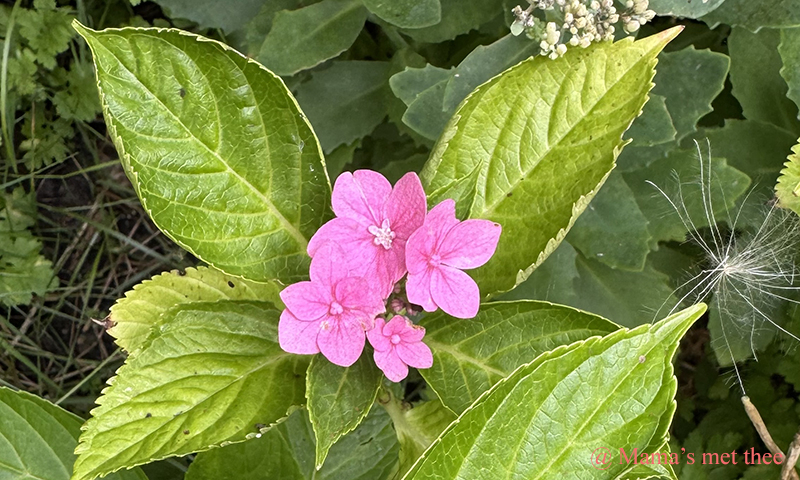Hortensia_1 bloem