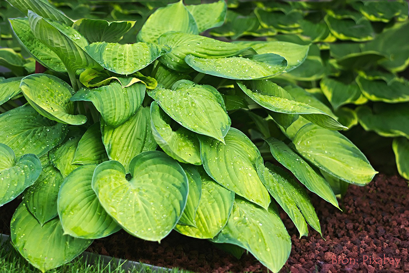 Hosta's scheuren