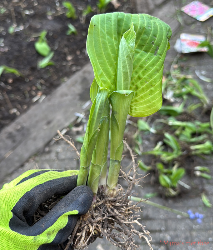 Hosta stekje