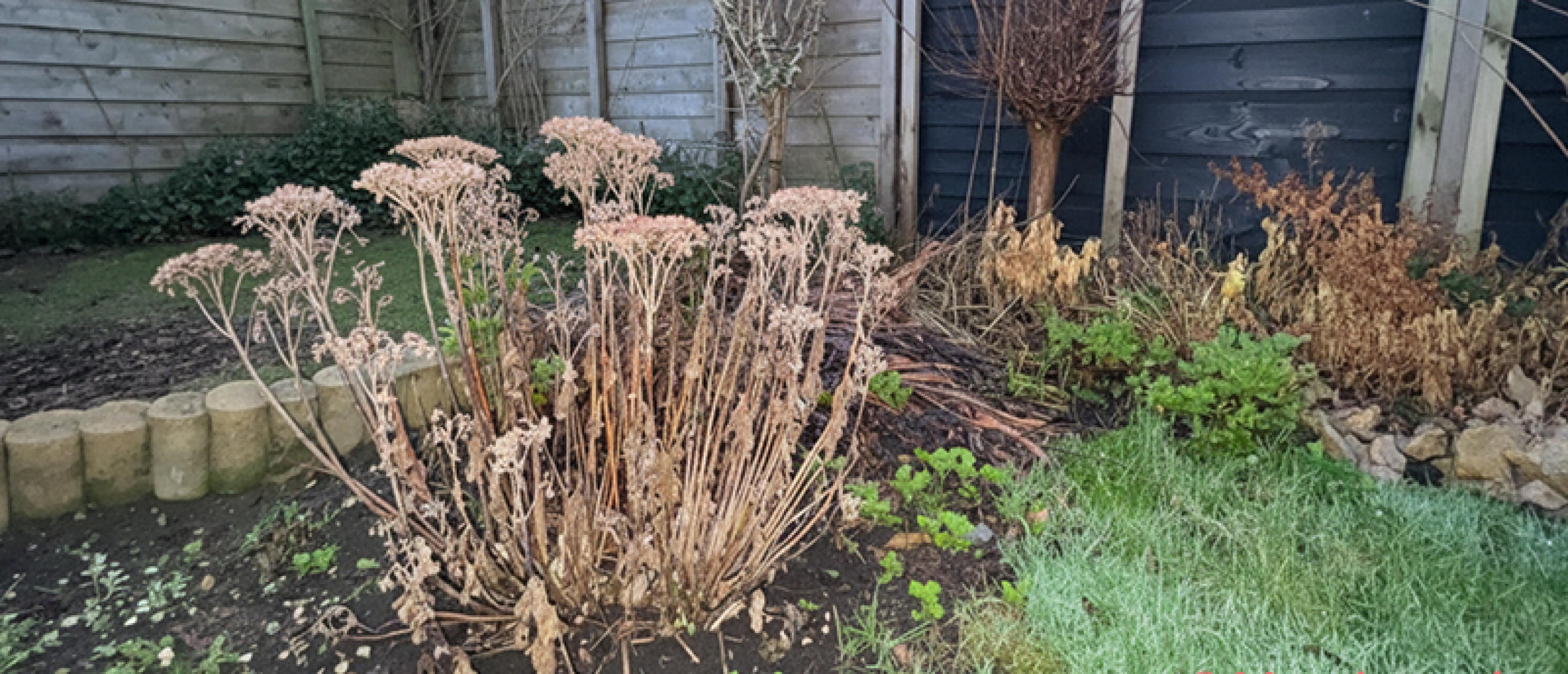 Januari rustmaand in de tuin