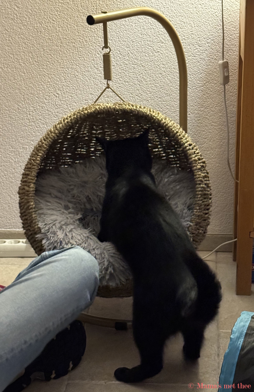 Kattenhangstoel van de Action, princes probeert het voorzichtig uit Kattenhangstoel van de Action, princes probeert het voorzichtig uit
