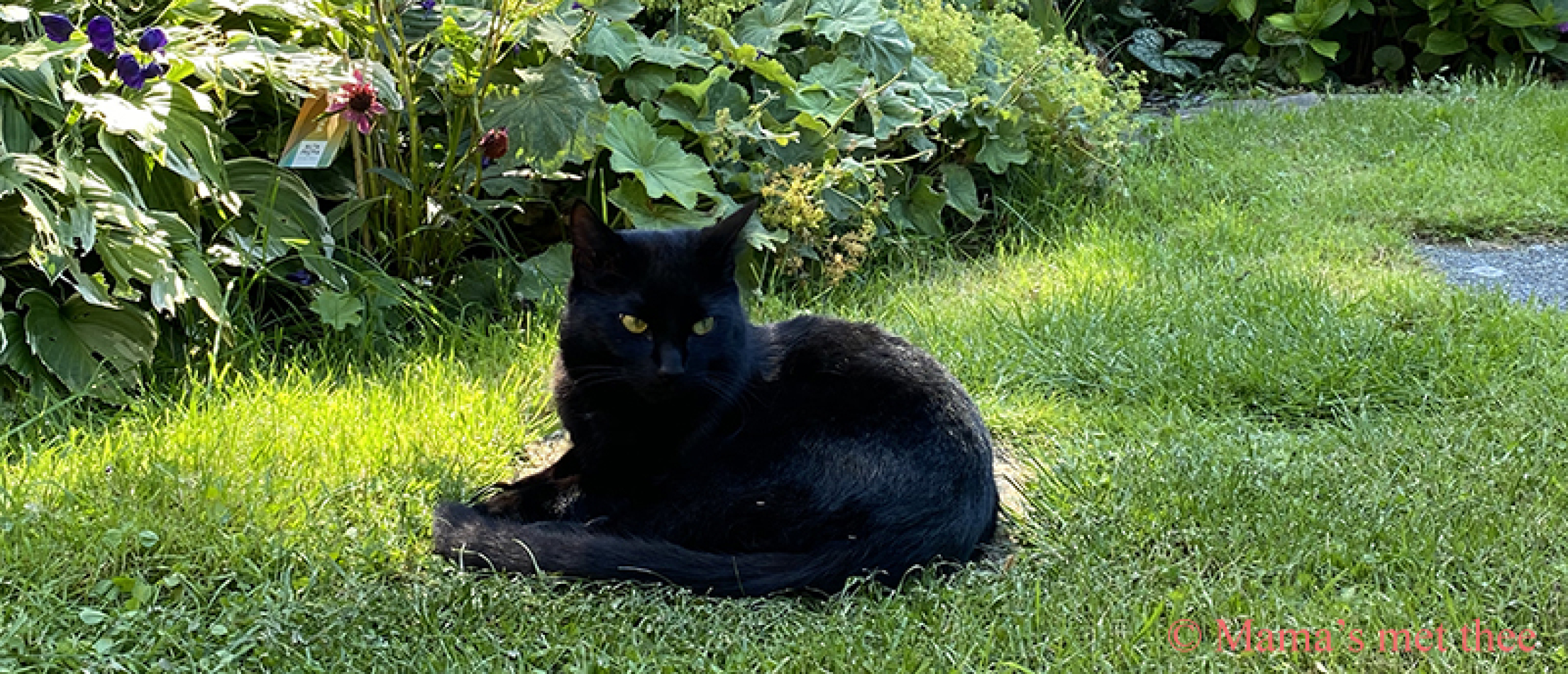 Kattenpoep in de tuin