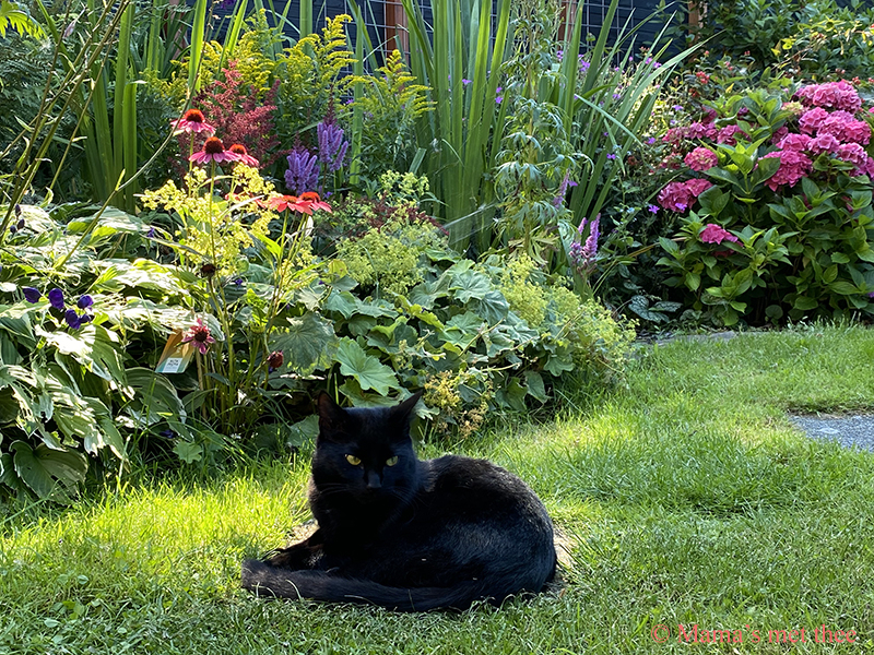 Kattenpoep in de tuin