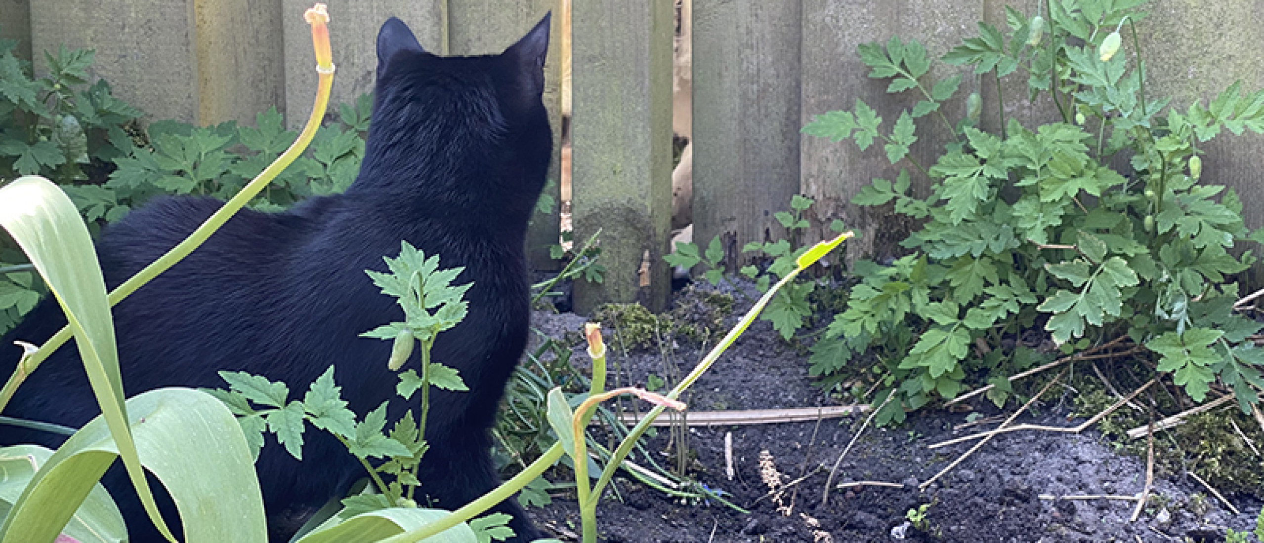 Kattenpoep Kattenpoep