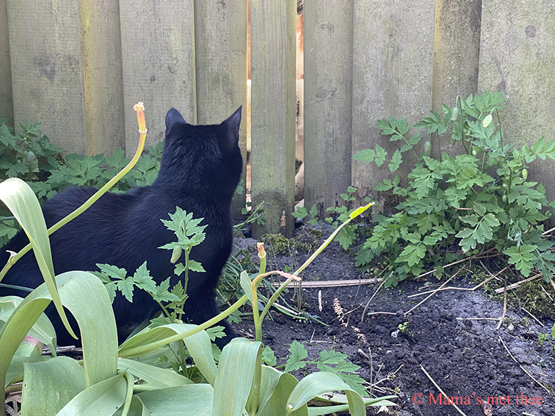 Kattenpoep Kattenpoep