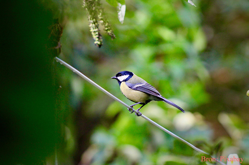 Koolmeesje Koolmeesje, een veel voorkomende tuinvogel op een takje in de het voorjaar