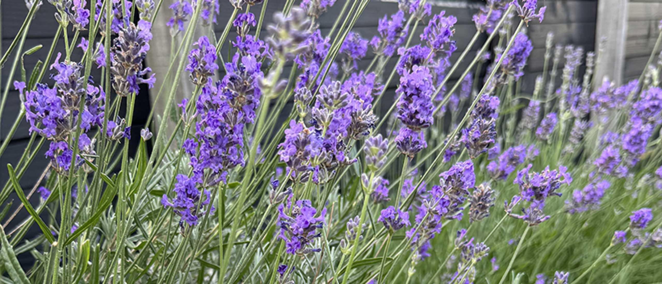 Lavendel_paarse kleurenpracht