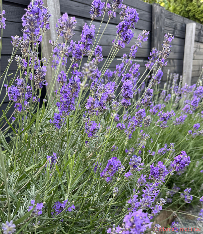 Lavendel_paarse kleurenpracht