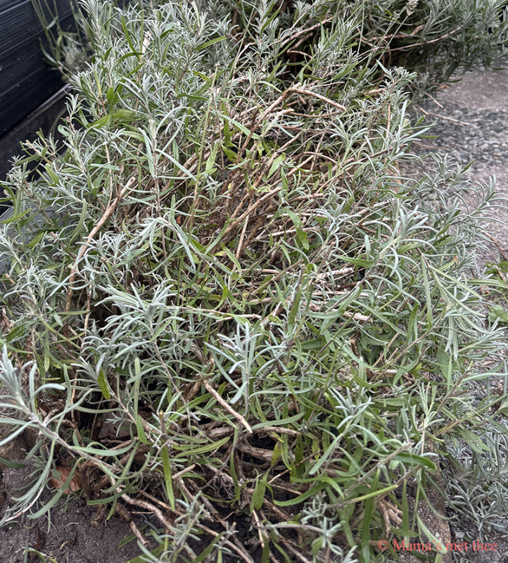 Lavendel na de zomersnoei