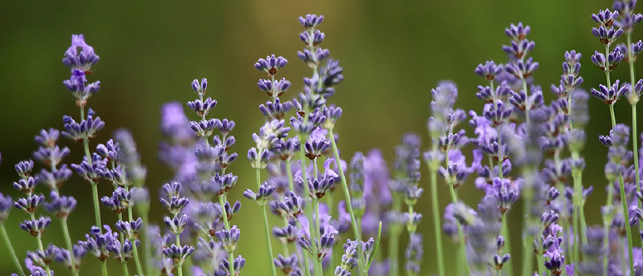 Lavendel in de tuin