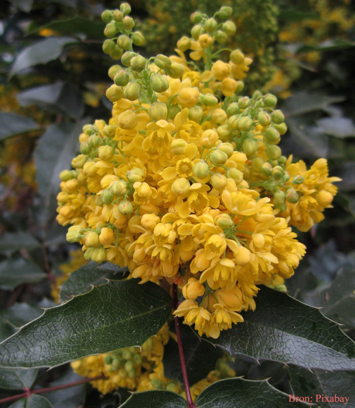 Mahonia gele winterbloeiende struik