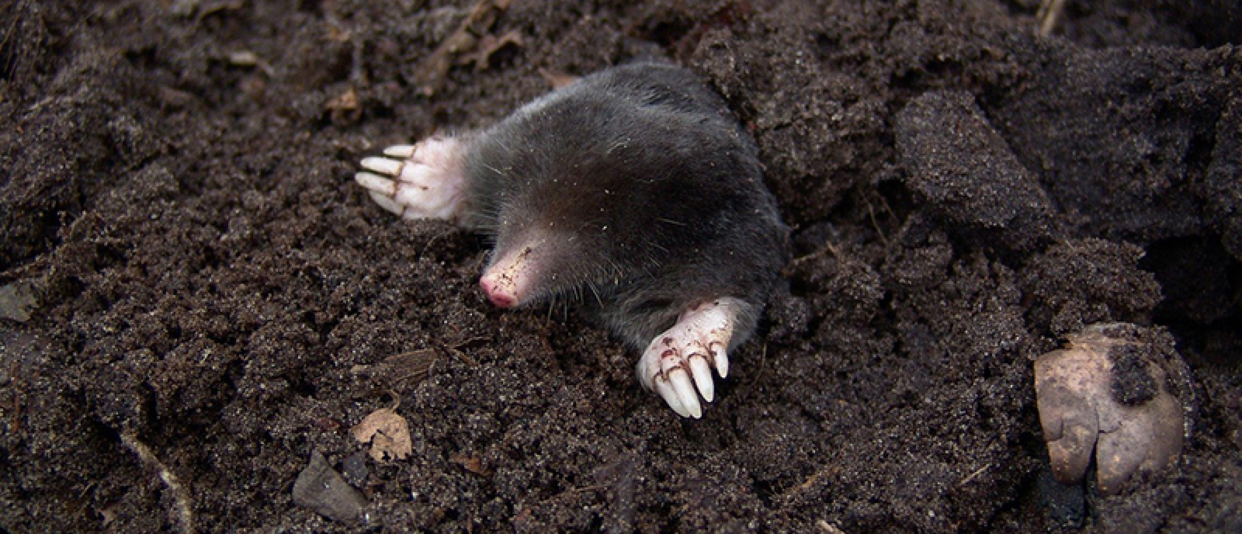 Een mol in de tuin