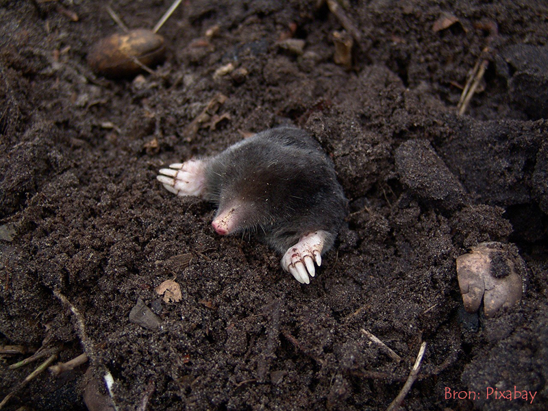 Een mol in de tuin
