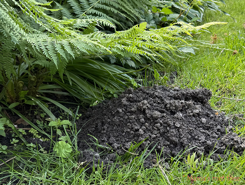 Mol in de tuin_molshoop