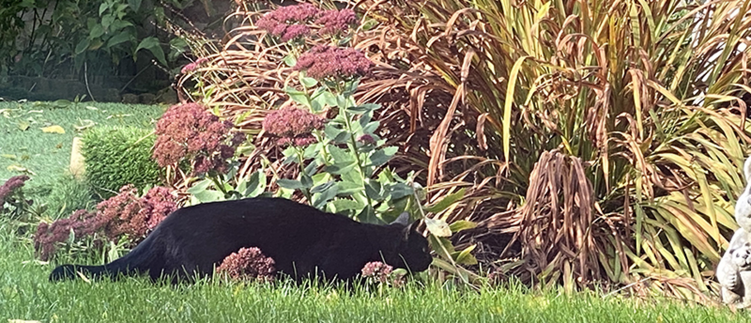 Nazomerse kleuren in de tuin