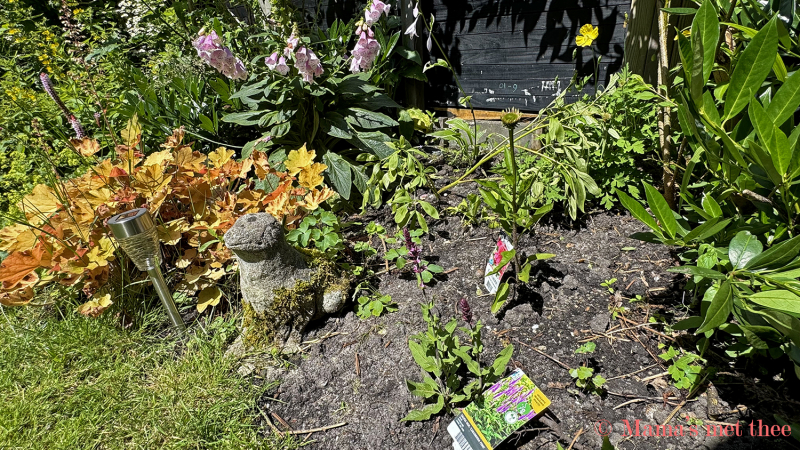 Jonge aanplant van Salvia en Echinacea naast een volwassen Heuchera in de zonborder.