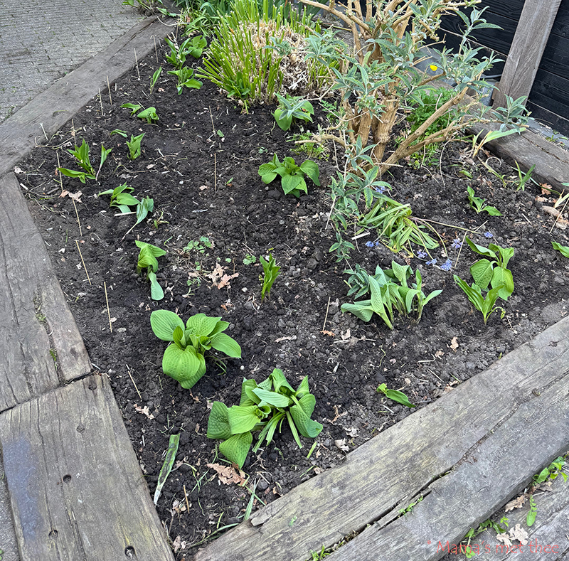 Verse hosta aanplant