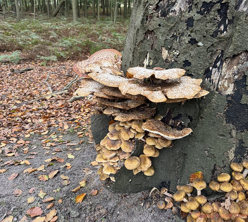 Herfst favoriete seizoen