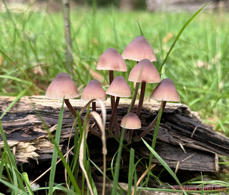 Paddenstoelen_Groenendaal Foto van kleine paddenstoelen groeiend op een oud stuk hout.