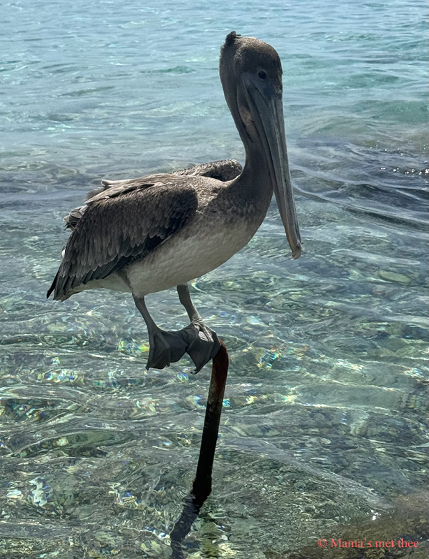 Pelikaan die langs de kust van Playa Piskado op Curaçao staat