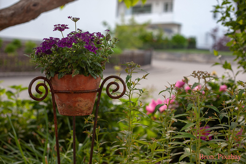 Planten in pot beschermen bij droogte