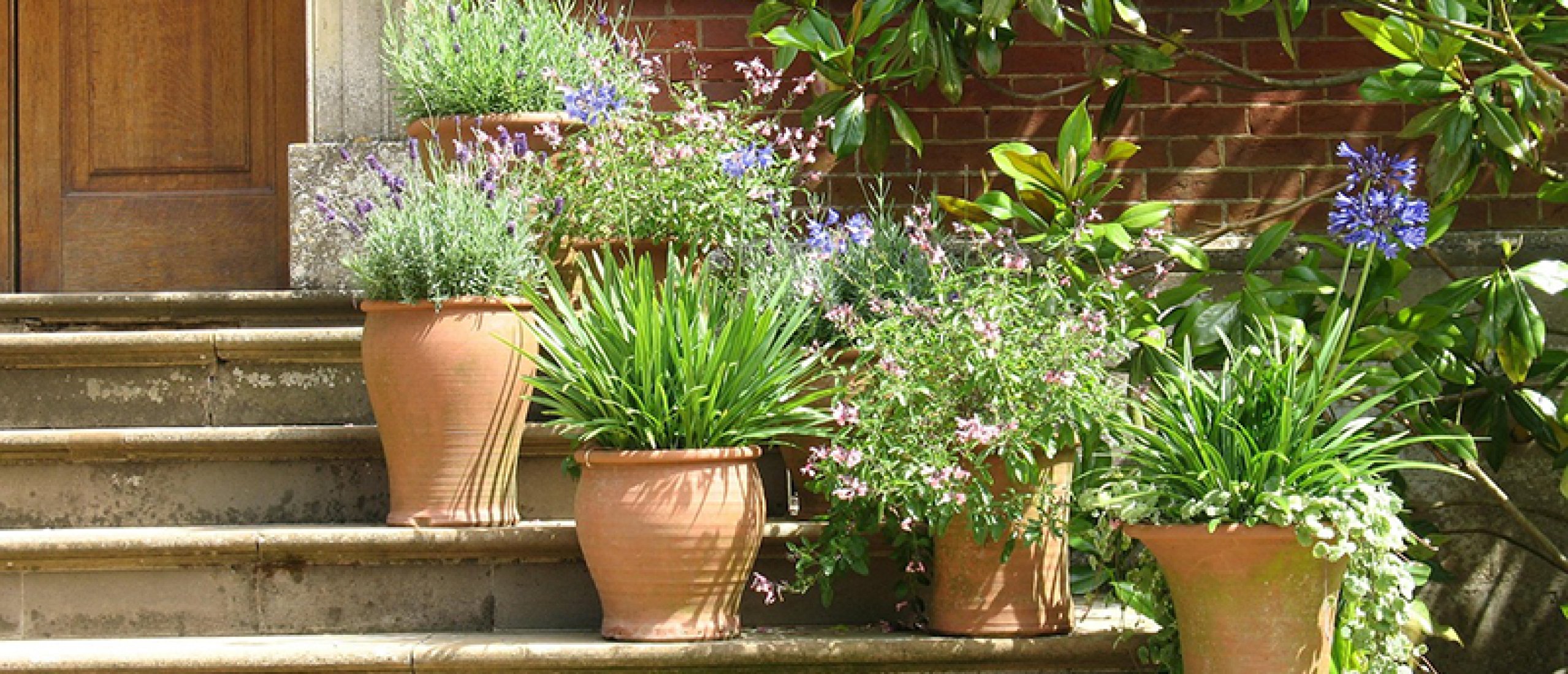 Potplanten beschermen bij droogte