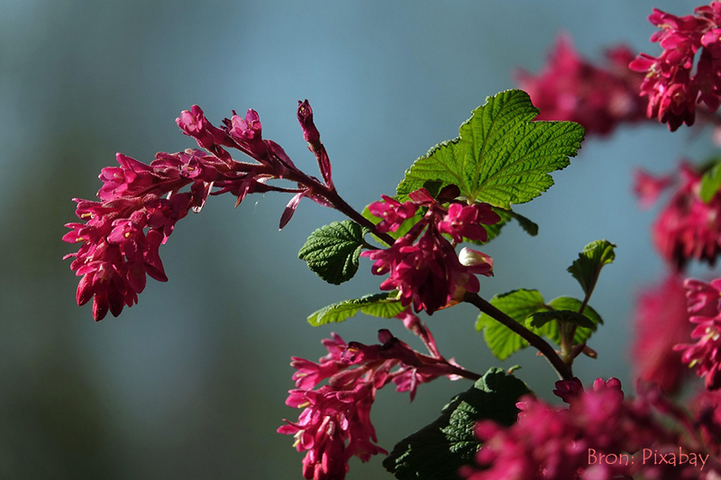 Ribes_voorjaarsstruiken snoeien