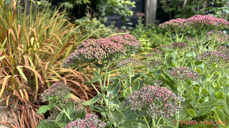Sedum kleurt langzaam in de nazomer