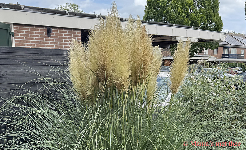 Siergras in de tuin