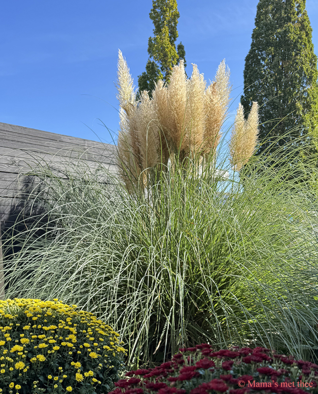 Siergras, Pampusgras in de herfstzon Een mooie papmpusgras met weelderige pluimen in de herfstzon met op de voorgrond bolchrysanten