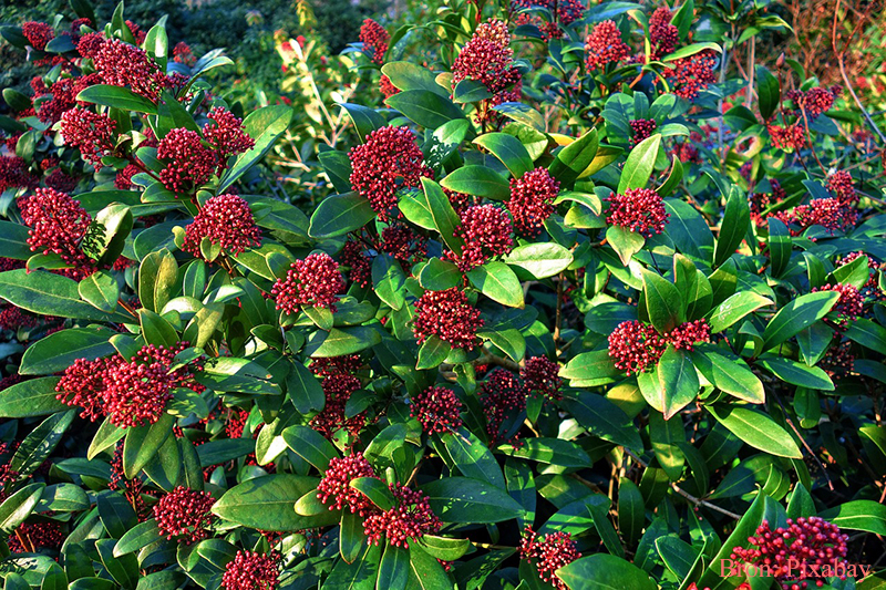 Skimmia Japonica, rood knopje, witte bloemen