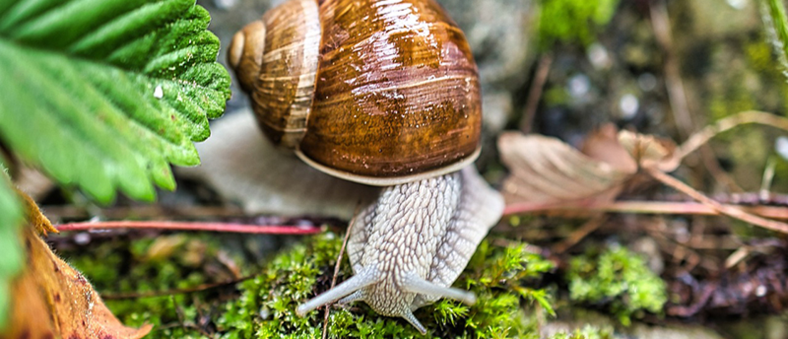 Slakken in je tuin bestrijden Slakken in je tuin bestrijden