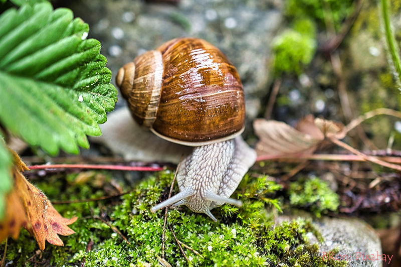 Slakken in je tuin bestrijden