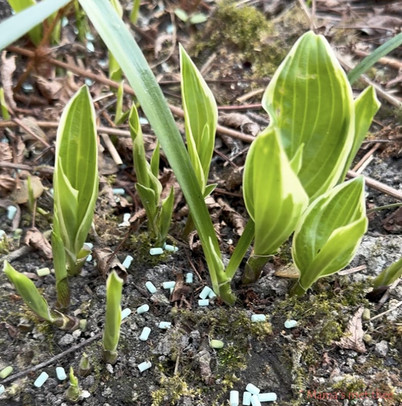 Slakkenkorrels