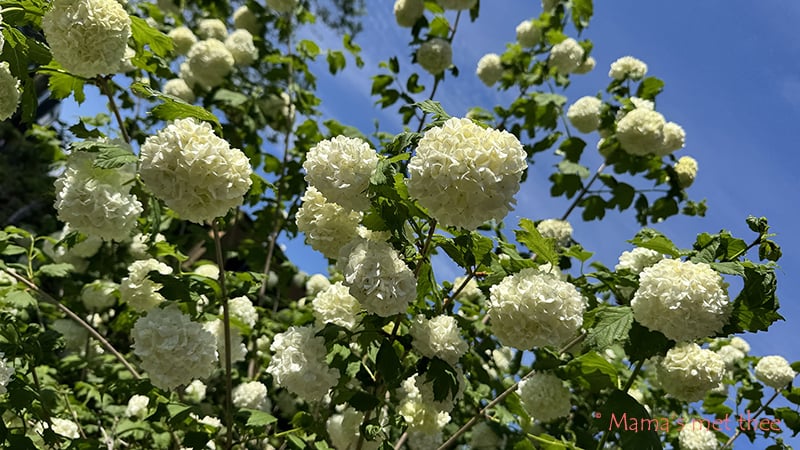 Sneeuwbal_virburnum_bloei
