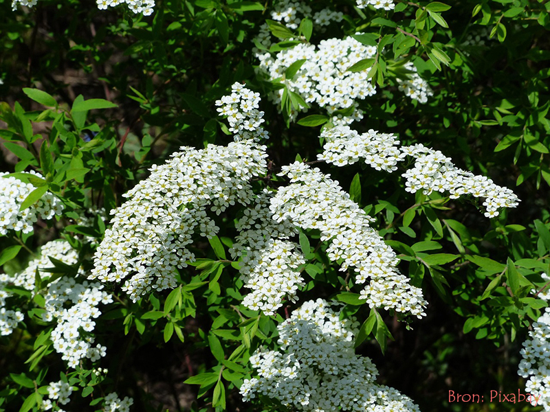 Spiraea_voorjaarsstruiken snoeien