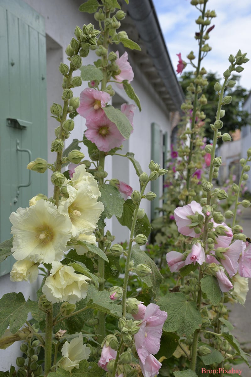 Mijn eerste stokrozen in de voortuin — een nieuw bloemenavontuur