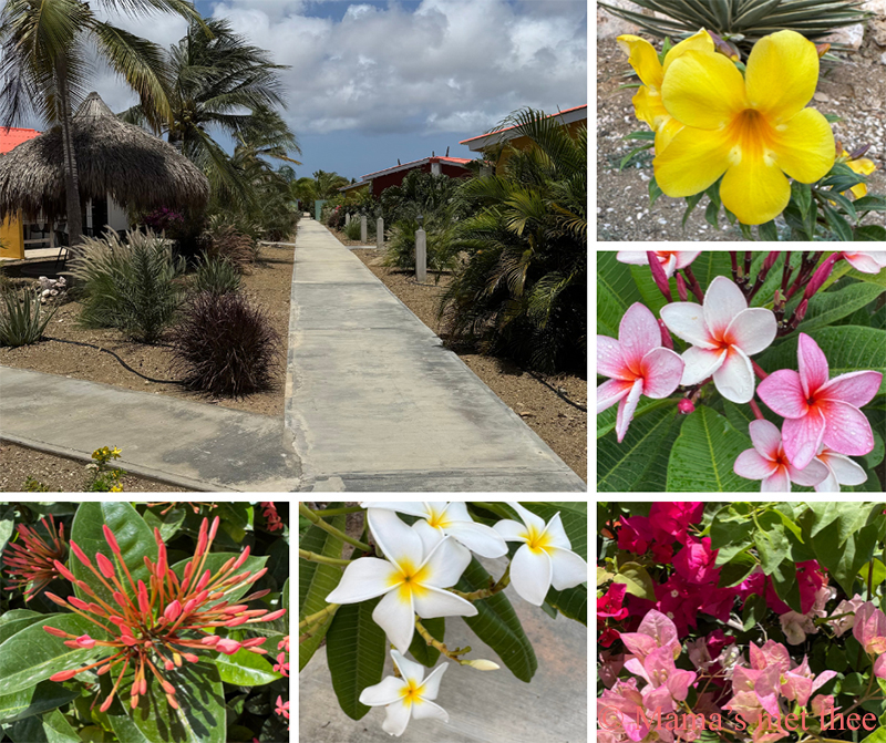 The Pearl of the Caribbean_tropische tuin