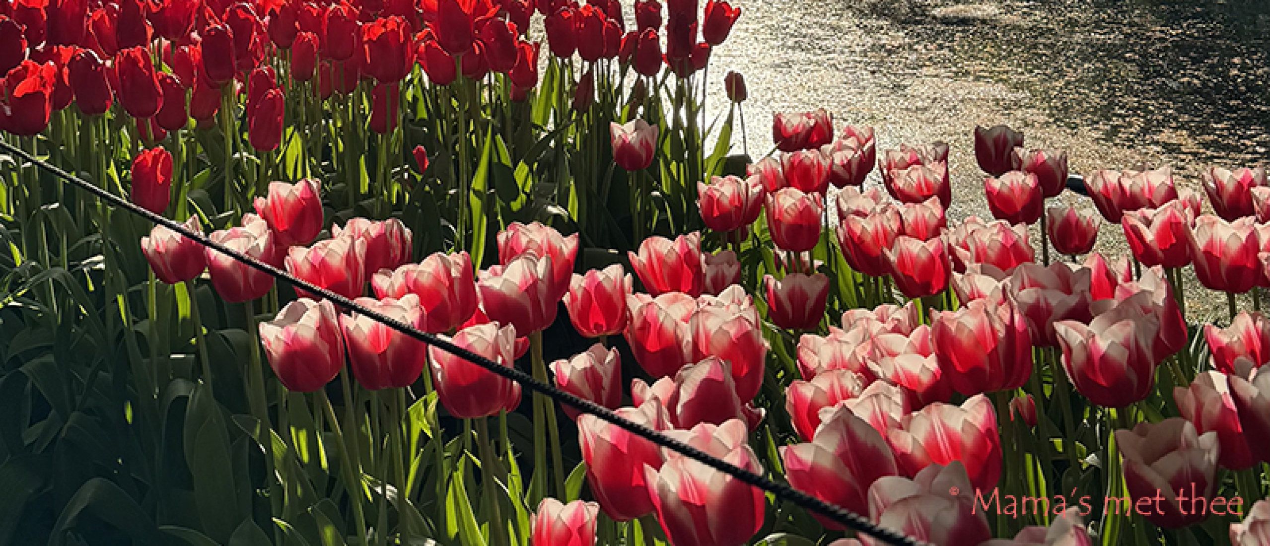 Tulpenbollen