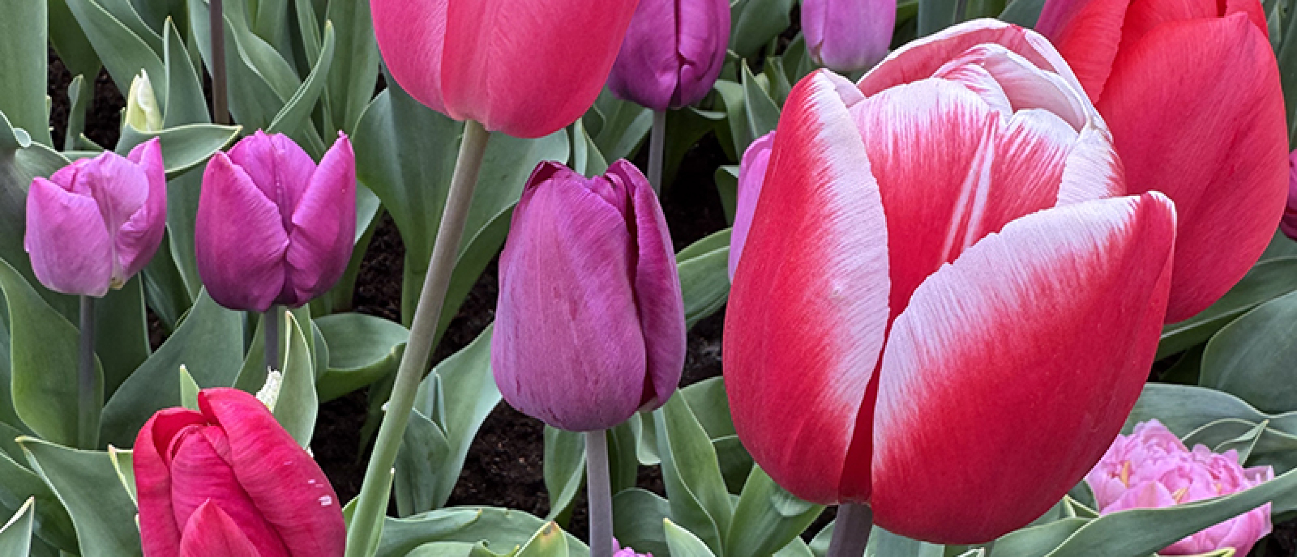 Tulpenbollen uit de grond halen