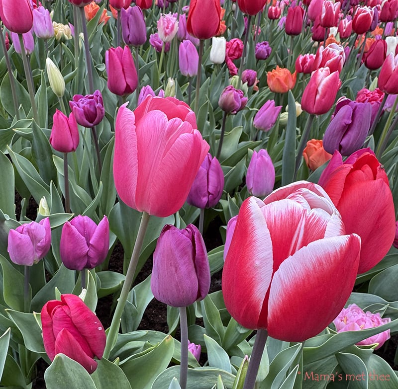 Tulpenbollen uit de grond halen