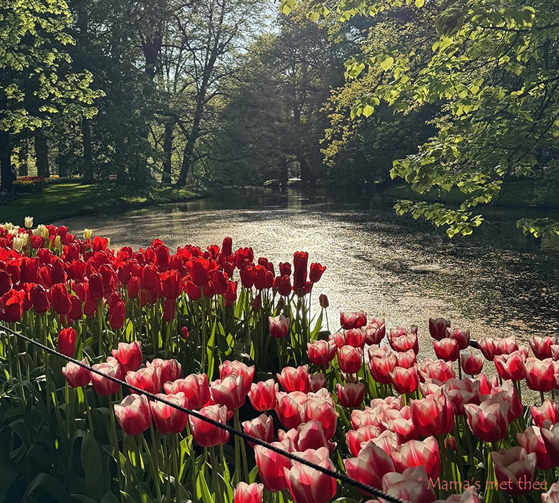 Tulpenbollen