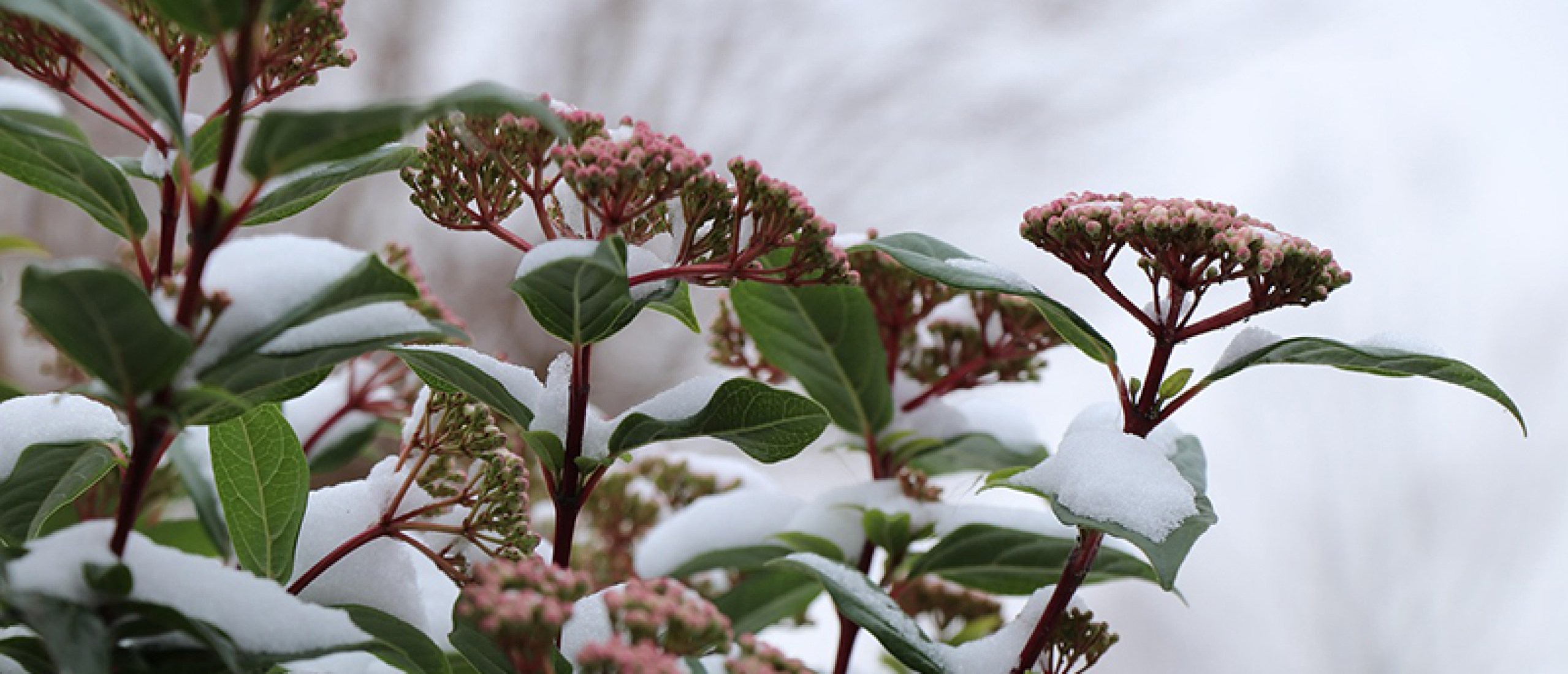 Viburnum, winterbloei in de tuin