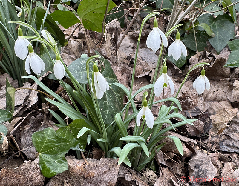 Sneeuwklokjes bloeien vroeg in de lente tussen het gras in een tuin