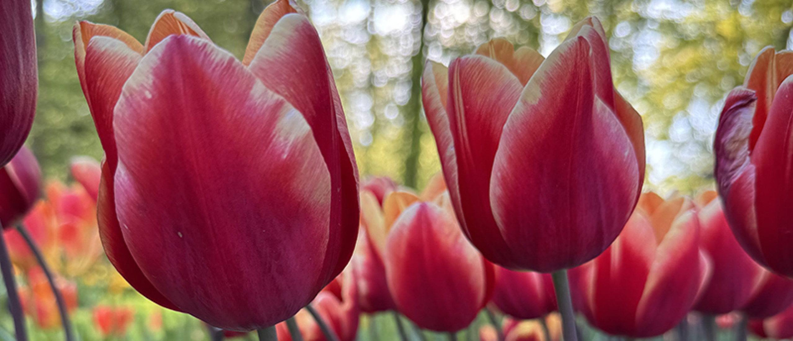Rode en roze tulpen in volle bloei in een zonnige bloembed