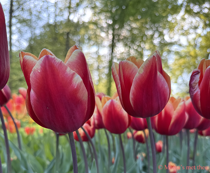 Rode en roze tulpen in volle bloei in een zonnige bloembed