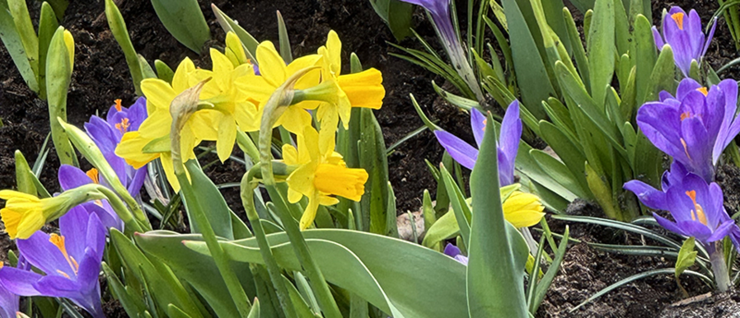 Felgele narcissen en paarse krokussen naast elkaar in een kleurrijke lentetuin