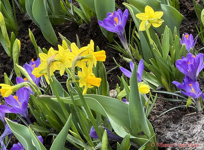Felgele narcissen en paarse krokussen naast elkaar in een kleurrijke lentetuin