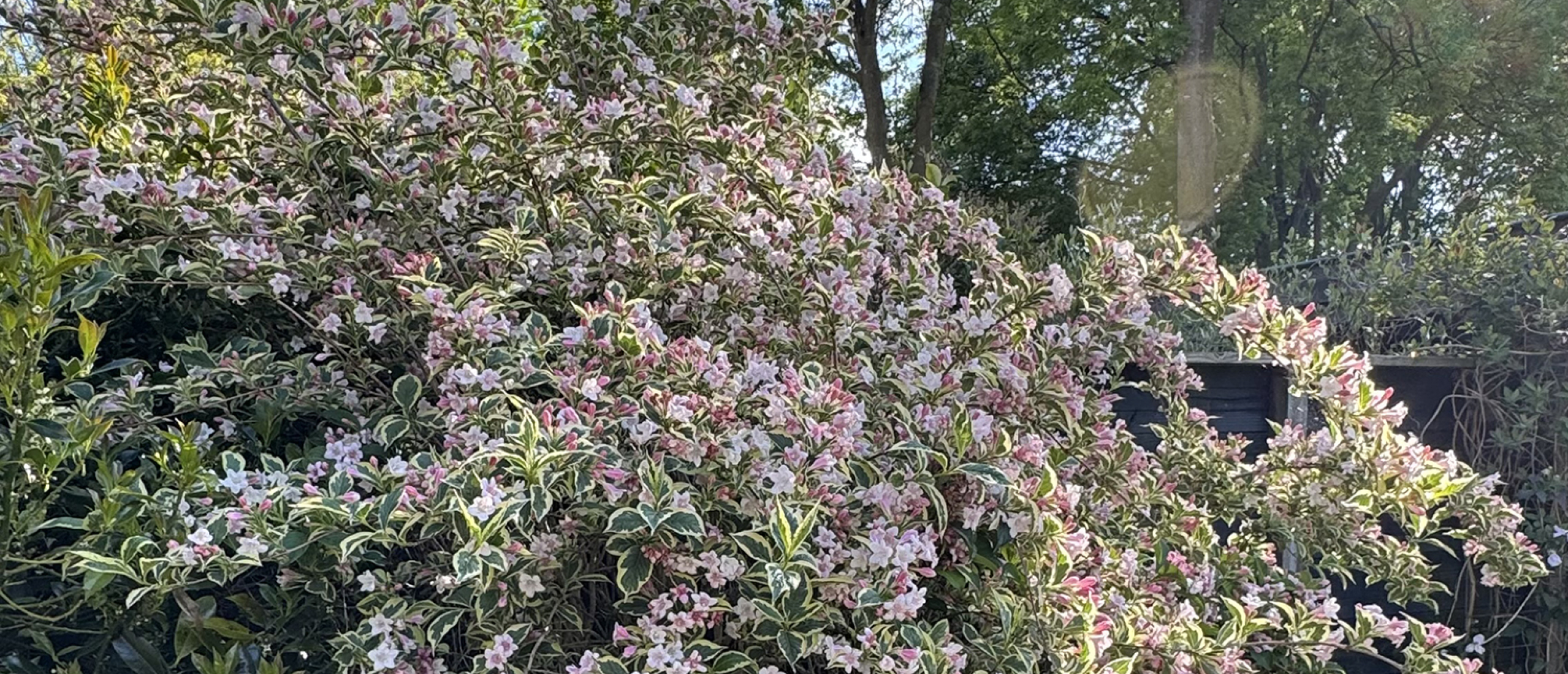 Bonte weigelia in volle bloei